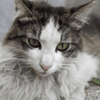 たくちくゲームズ