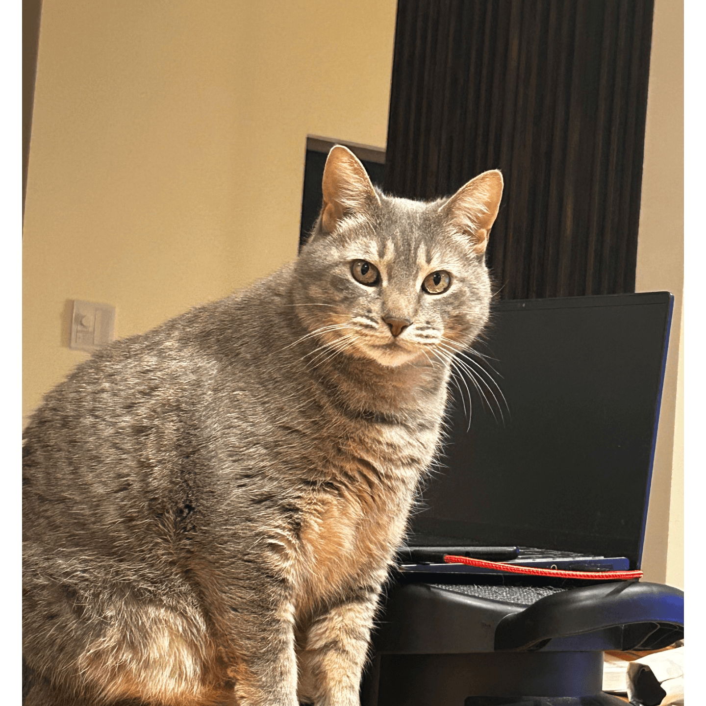 世田谷の蛇使い