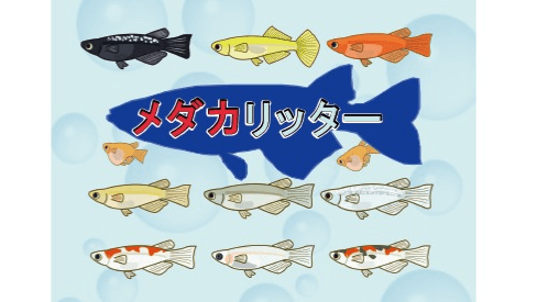 メダカリッター（medaka-Liter）