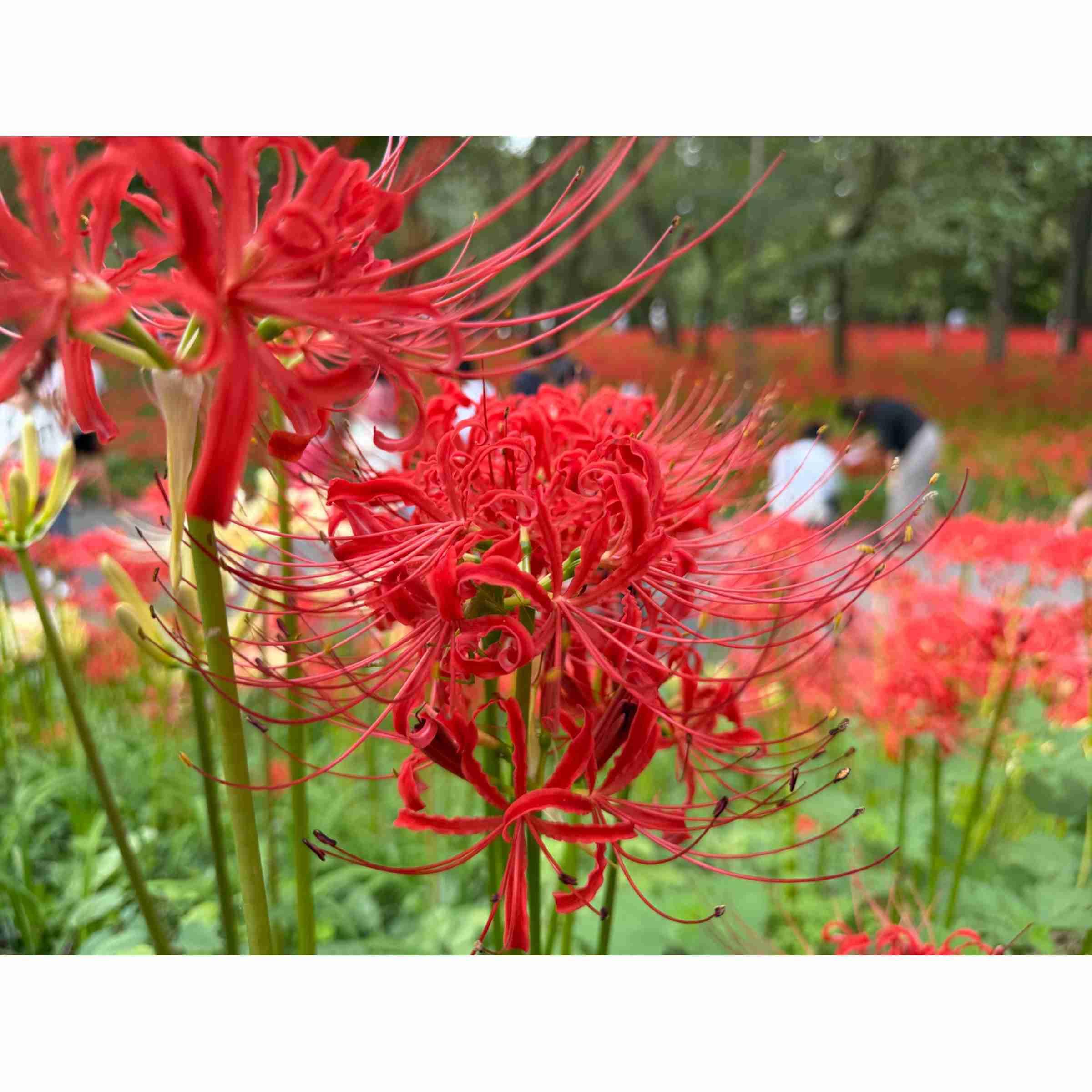 misaki(なみこ)🥀💜🌿