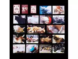 ニャンケイスイジャク