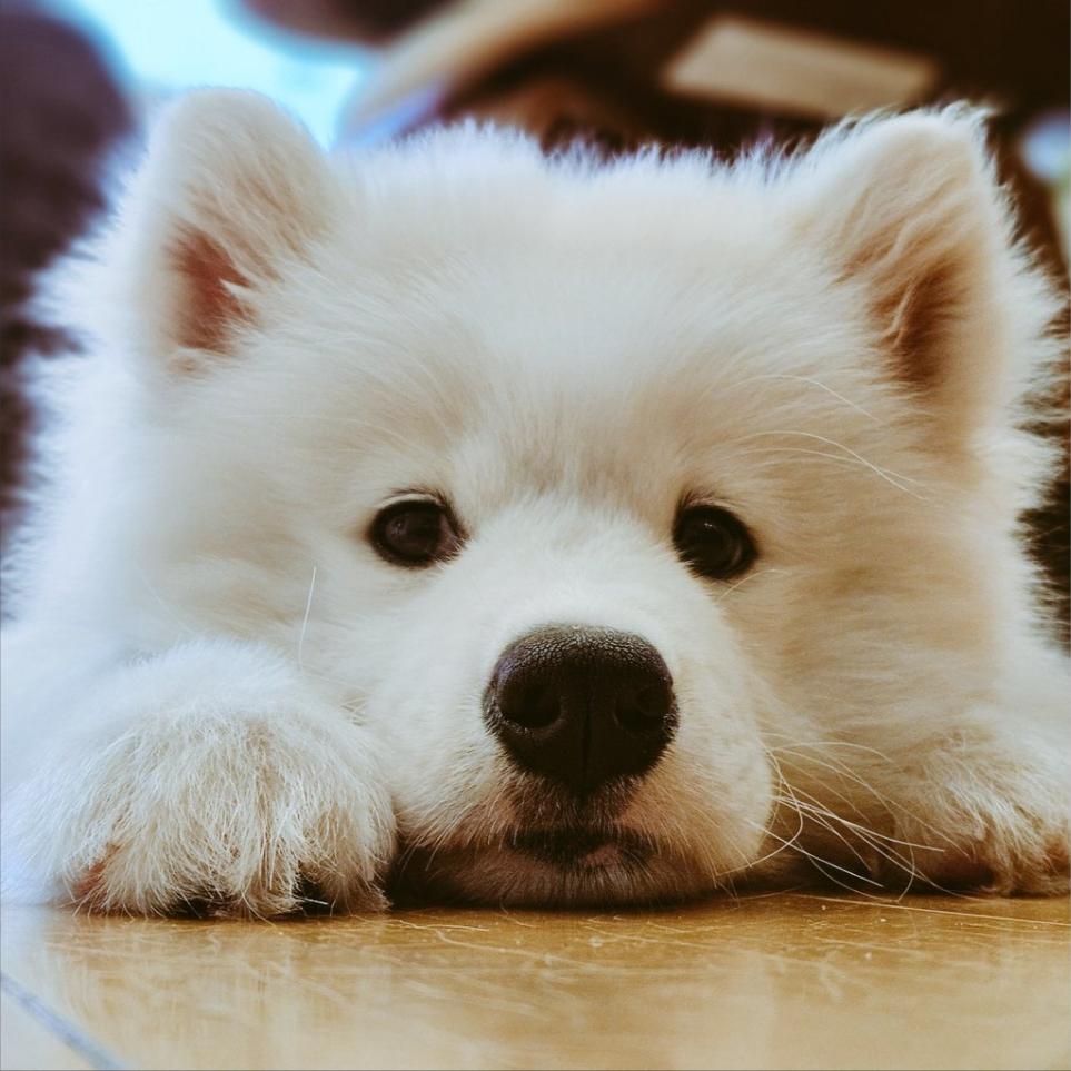 きつね（久保よしや）