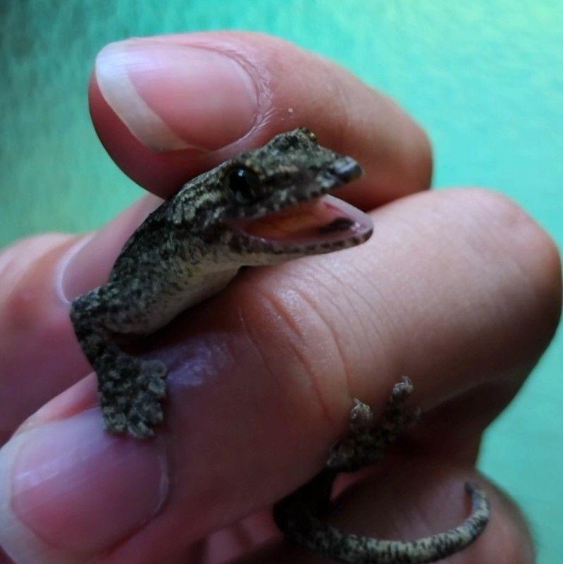 ヴェロキラプトル